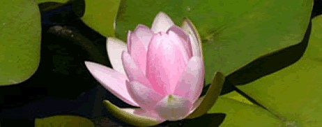 lotusnonkew-new