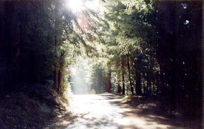 foresta